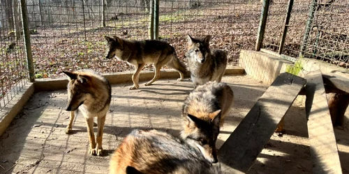 Fetiță de 8 ani mușcată de lupi la Grădina Zoo din Dumbrava Sibiului Foto Zoo Sibiu