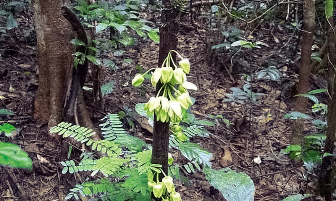 2 1641591627937 leonardo dicaprio tree species uvariopsis dicaprio 5 jpg jpeg