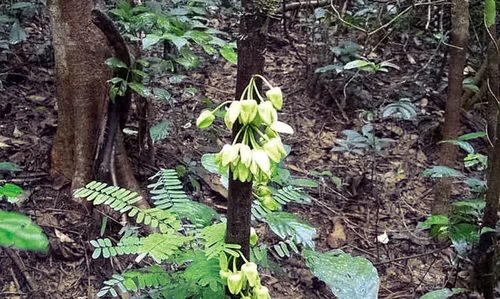 2 1641591627937 leonardo dicaprio tree species uvariopsis dicaprio 5 jpg jpeg