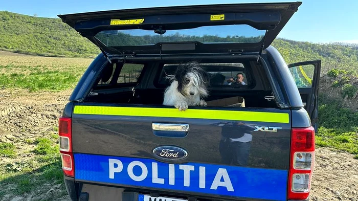 Câinele abandonat a fost preluat de o fundație pentru îngrijirea animalelor FOTO IPJ Bacău