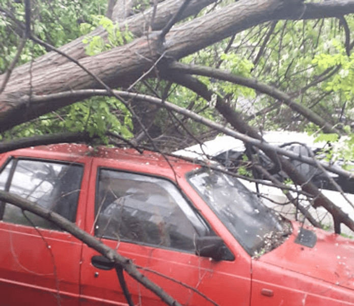 Mașini avariate de un copac doborât de vântul puternic, la Galați. Incidentul s-a produs pe o stradă circulată