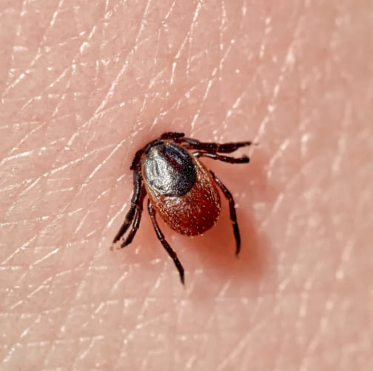 Nu orice muşcătură de căpuşă poate transmite Boala Lyme. Foto SJU Piteşti
