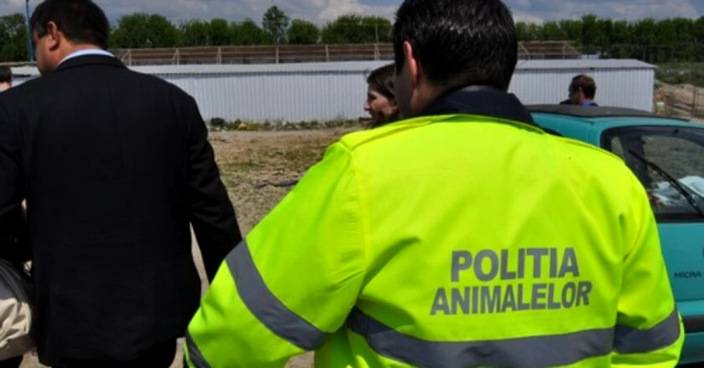 Bărbatul acuzat că și-a ucis pisica a fost reținut FOTO arhivă Adevărul