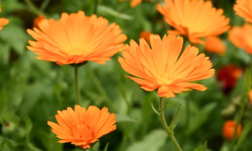 1 galbenele jpg jpeg