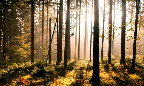 1 57030 original jpg jpeg