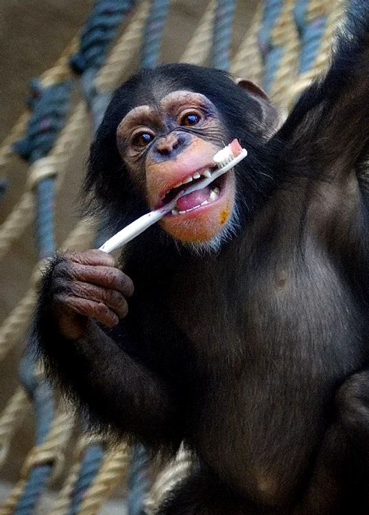 maimuta periuta de dinti