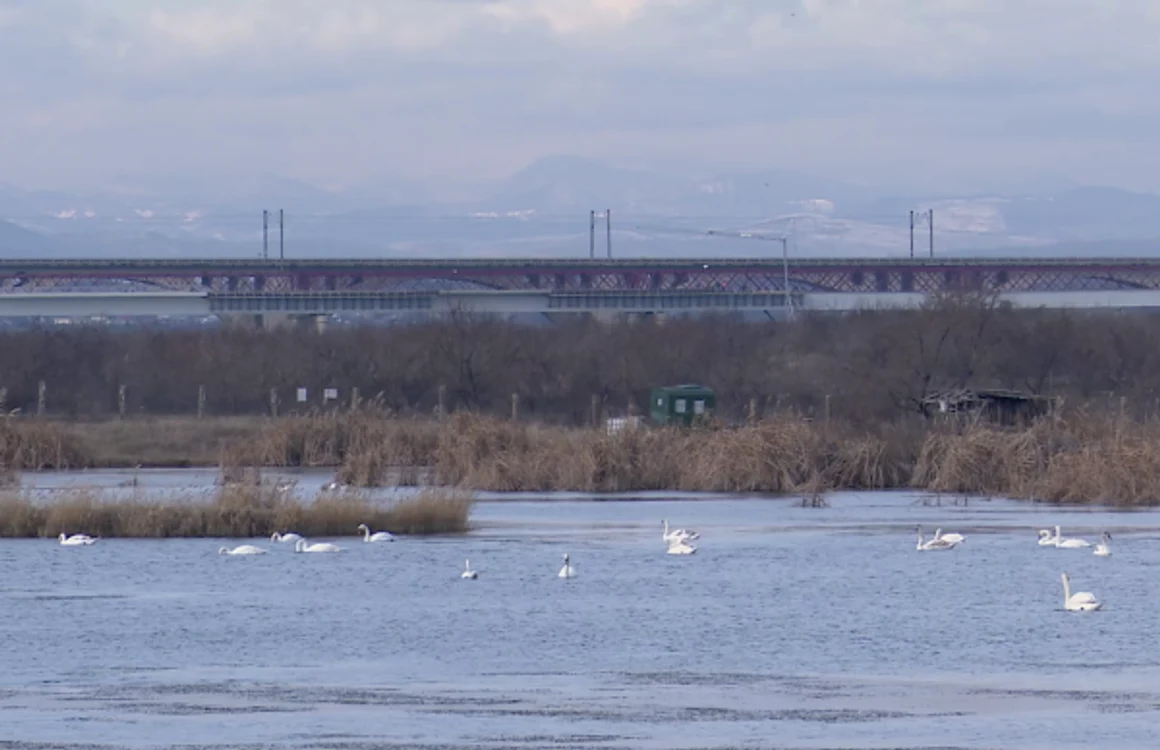 Zeci de lebede au rămas pe lacul de lângă Vadu Paşii - Iulian Bunilă