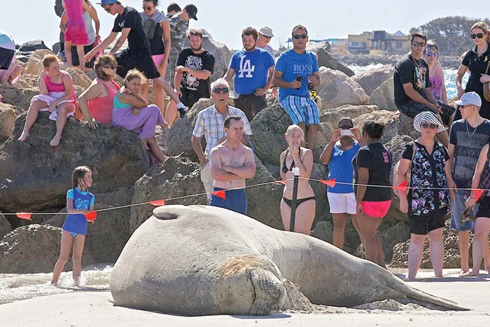 
    «Steven Sealberg»  a devenit vedetă (Foto: photoland/ wenn)  