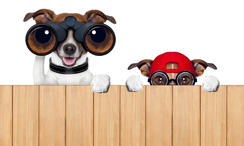 caini cu ochelari shutterstock 197519270 jpg