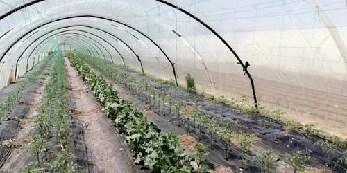 agronom doru crăciunescu - foto arhiva personală