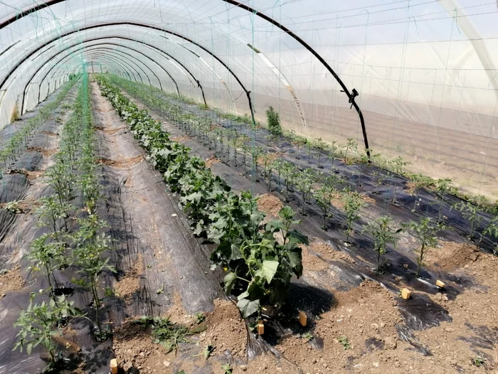 agronom doru crăciunescu - foto arhiva personală