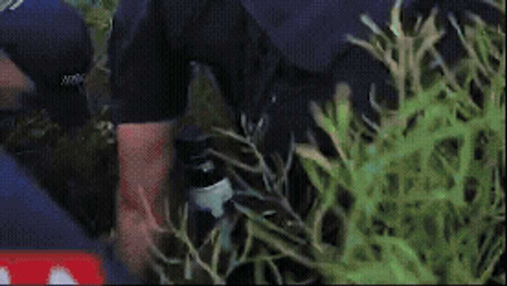 Imagini spectaculoase de la prinderea suspectului crimei din Bihor. A fost găsită și arma crimei. Reacția devastatoare a tatălui: „Mi-a executat fiica!”