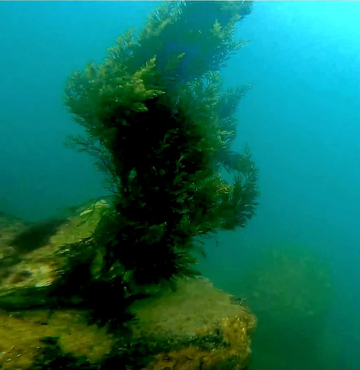 Proiectul ajută la restaurarea ecosistemelor marine. FOTO Facebook ANAR