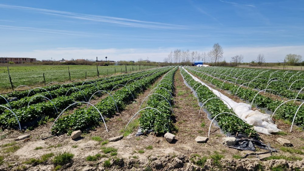 Un arădean care a investit 5.000 euro în plantația de căpșuni a rămas din nou fără recoltă. „Am stropit, am avut folie anti-îngheț”