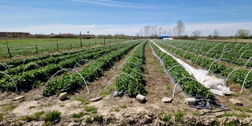 plantatie capsuni inghetata cermei, arad foto arhiva personala costel visan (9) jpeg