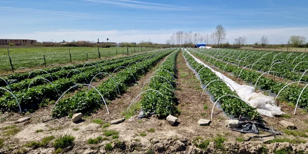 plantatie capsuni inghetata cermei, arad   foto arhiva personala costel visan (9) jpeg