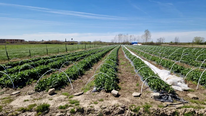 Plantația fermierului arădean Costel Vișan a fost distrusă de îngheț FOTO: Costel Vișan