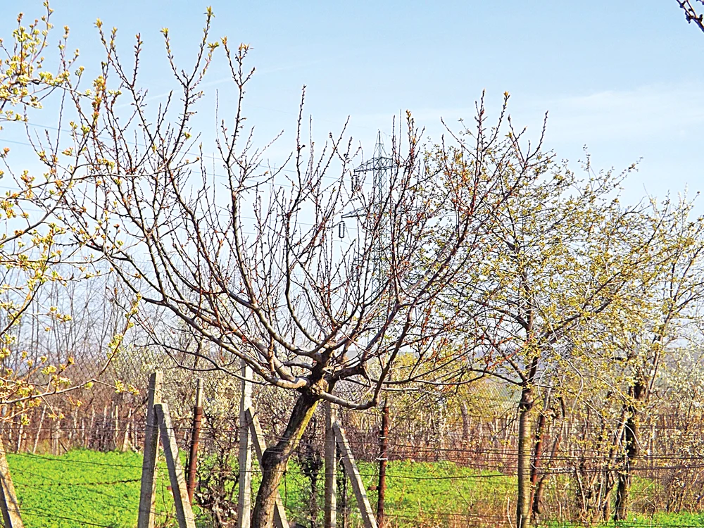 Pomii înfloriţi prea devreme  au fost cei mai afectaţi