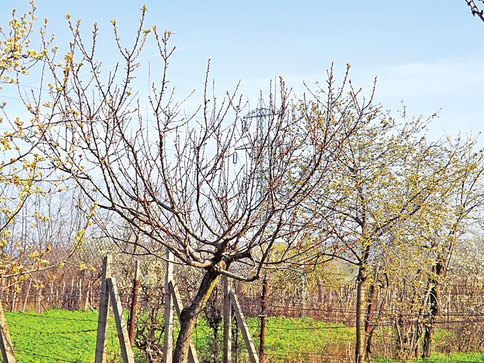 Pomii înfloriţi prea devreme  au fost cei mai afectaţi