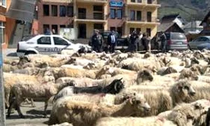 turma de oi ziarul argesul jpg jpeg