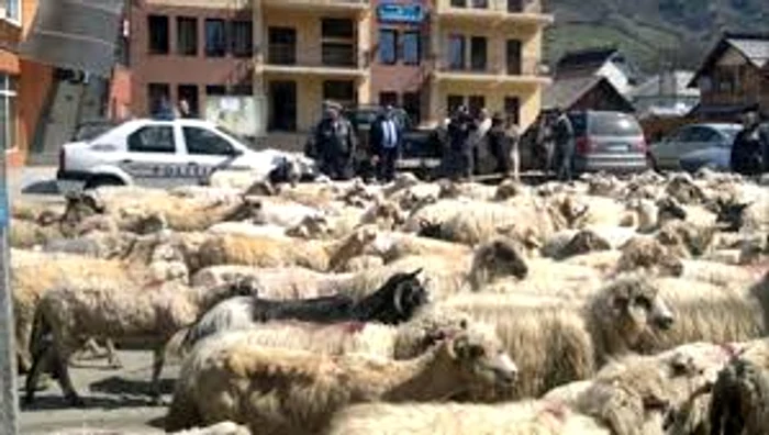 Turmă de oi este semnul belșugului, al prosperitățiiSursa foto:ziarul argeșul jpg