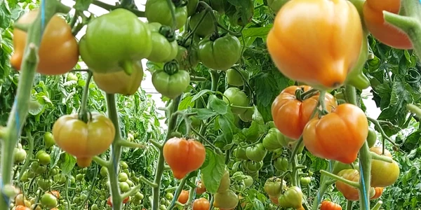 tomatele oltenesti