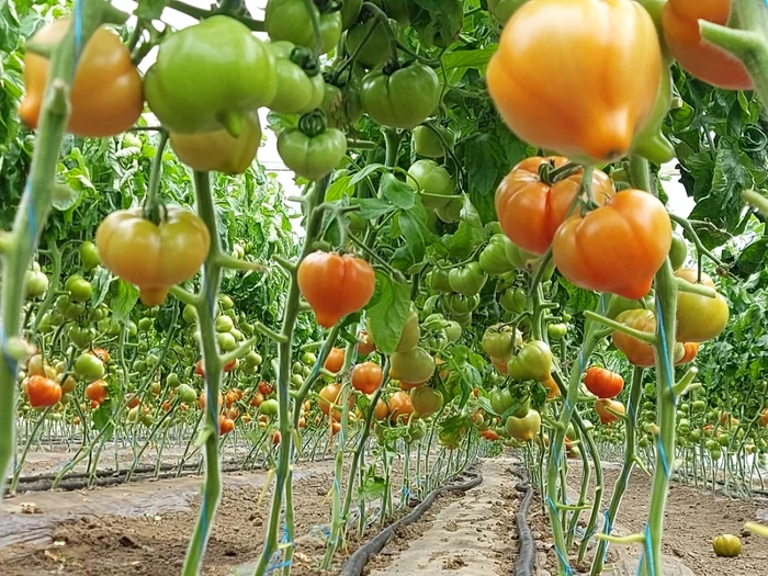 Primele tomate produse în fermele din Olt au ajuns pe piaţă la mijlocul lunii aprilie FOTO: arhiva personală Simon Idita