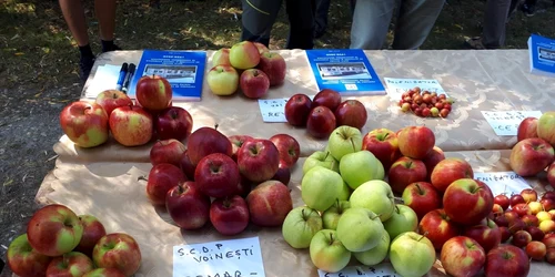 Soiuri noi de mere la Staţiunea Pomicolă Voineşti