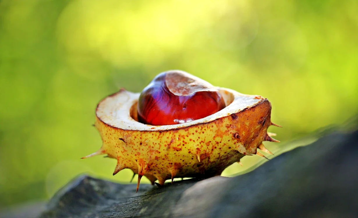 
    Anul acesta vom avea o toamnă târzieSursa foto: Pixabay  