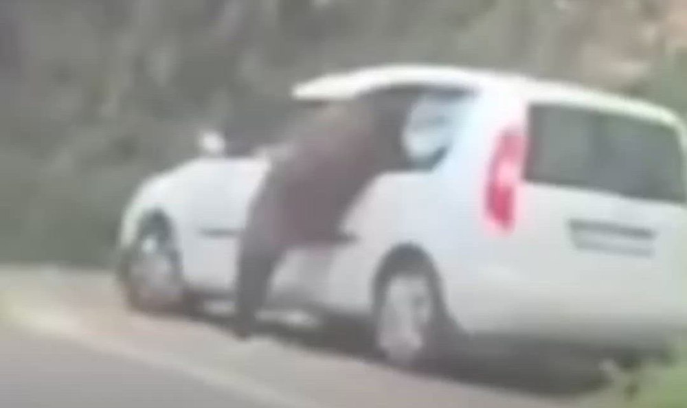 Momentul în care un urs a vandalizat mașina unor turiști cehi pe Transfăgărășan pentru a căuta hrană