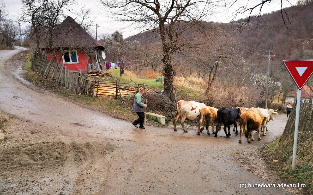 Numărul crescătorilor de animale a scăzut drastic în satele de munte. Foto: Daniel Guță
