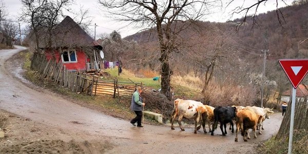 Tinutul Padurenilor Hunedoara  Foto Daniel Guță (3) jpg