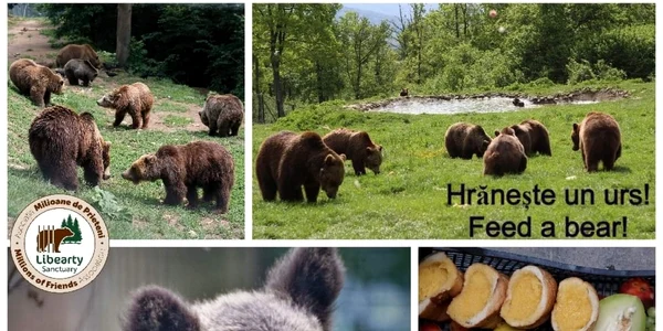 Campania „Hrănteşte un urs” strânge o parte din banii necesari urşilor de la Libearty FOTO Asociaţia Milioane de Prieteni