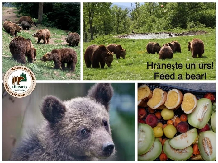 Campania „Hrănteşte un urs” strânge o parte din banii necesari urşilor de la Libearty FOTO Asociaţia Milioane de Prieteni