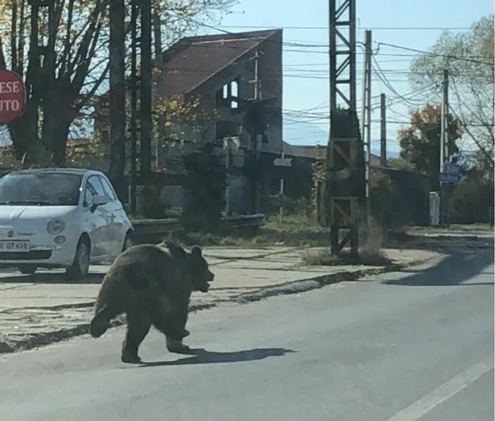 Un urs a atacat mai multe persoane într-o localitate din jud. BrașovFoto: Monitorul de Făgăraș