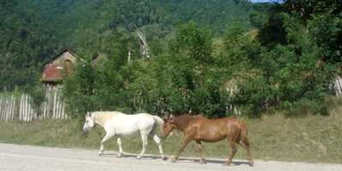 Caii lăsaţi nesupravegheaţi devin „atracţie” pentru hoţi