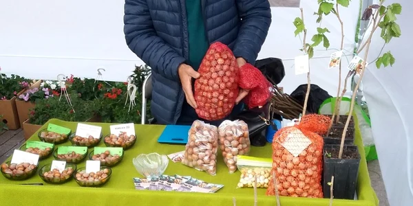 plantatie afacere alun