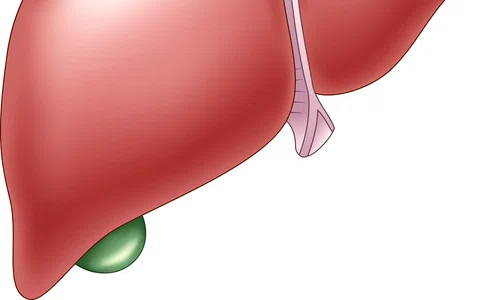 Ficatul este cel mai mare organ intern și unul dintre cele mai importante din organism jpeg