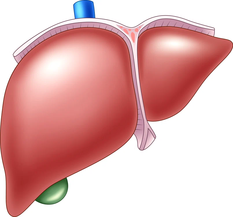 Ficatul este cel mai mare organ intern și unul dintre cele mai importante din organism
