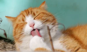 1 alergia la pisici simptome si tratament jpg jpeg
