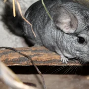 tahanadakila chinchilla 4830472 jpg