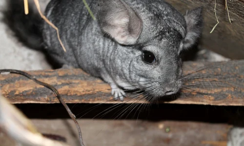 tahanadakila chinchilla 4830472 jpg