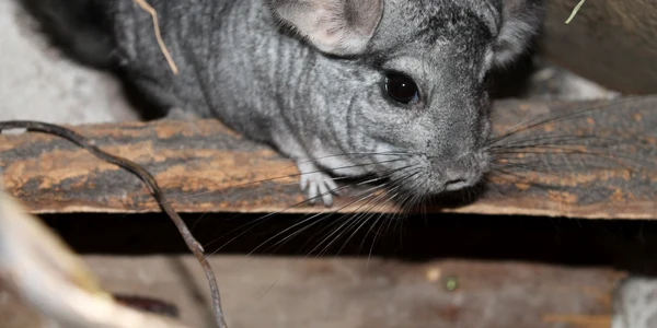 tahanadakila chinchilla 4830472 jpg