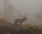 septimiu bizo fotograf wild life cluj foto arhiva personala