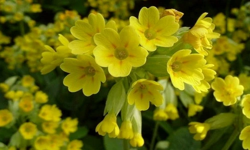 1 80978 original jpg jpeg