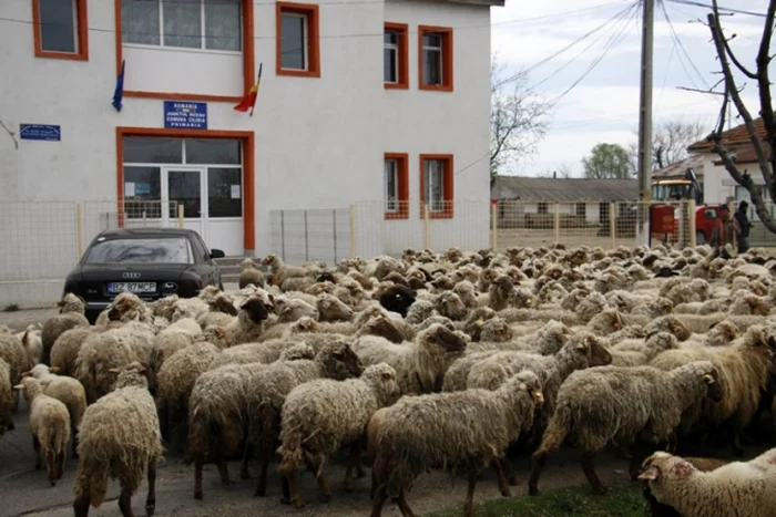 Protest mioritic, la Primăria Cilibia