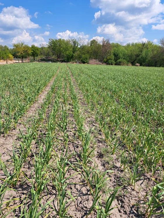 Fermierii trebuie să depună rapid solicitări dacă se aprobă sprijinul FOTO: Cristian Fota