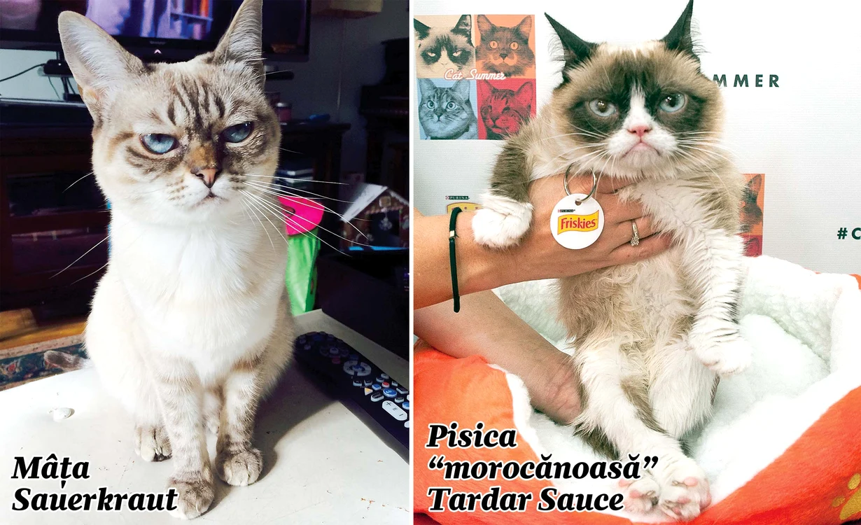Miorlau! "Nervoasa" Sauerkraut vrea să-i ia locul "Morocănoasei" Tardar în topul animalelor bogateFoto: Guliver, Splashnews, Rex Features