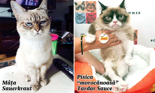pisici jpeg
