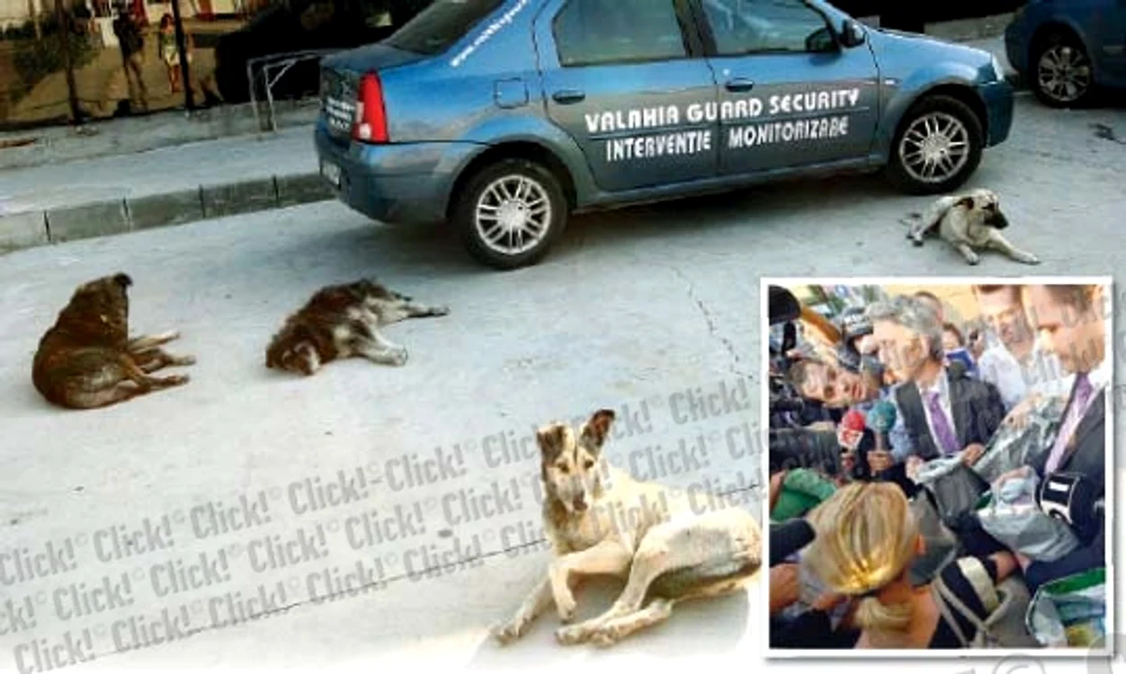 Patru câini stăteau de gardă ieri, în faţa televiziunii OTV